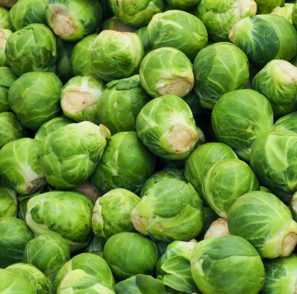 Catskill Brussel Sprout Seeds Heirloom Non-GMO Fresh Garden Seeds