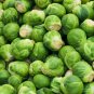 Catskill Brussel Sprout Seeds Heirloom Non-GMO Fresh Garden Seeds