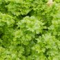 Southern Giant Curled Mustard Seeds Heirloom Non-GMO Fresh Herb