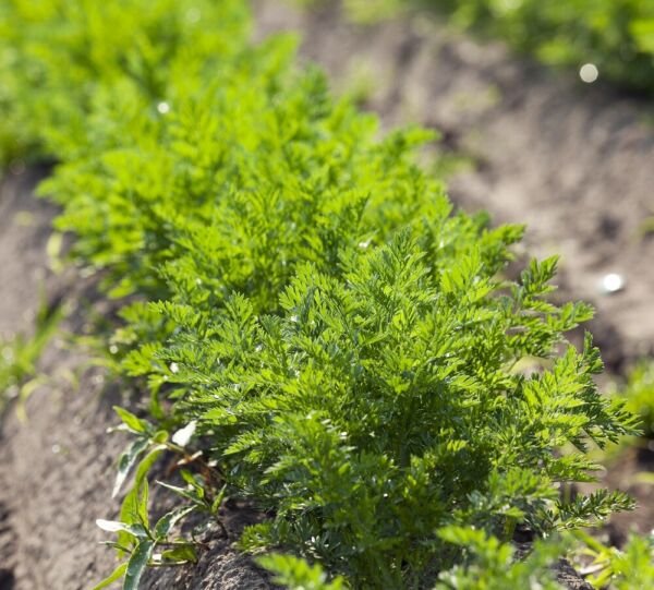 Carrot MICROGREEN Seeds Non-GMO Heirloom Seeds for Sprouting