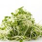 American Purple Top Rutabaga MICROGREEN Seeds Heirloom Non-GMO