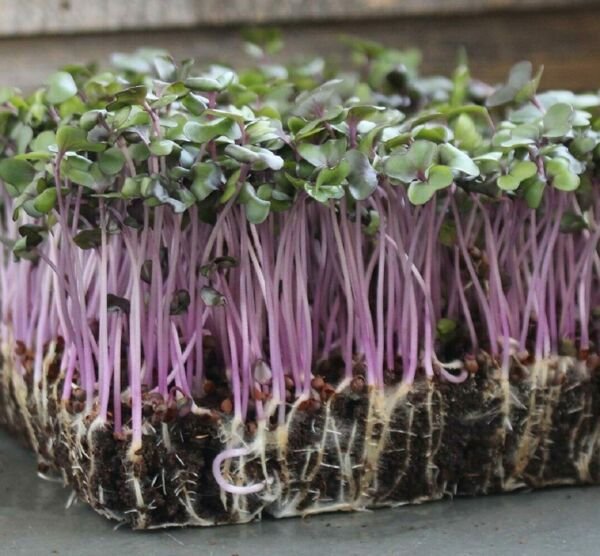 Red Acre Cabbage MICROGREEN Seeds Heirloom Non-GMO