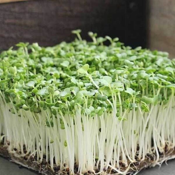 Bok Choy Cabbage MICROGREEN Seeds Non-GMO Heirloom