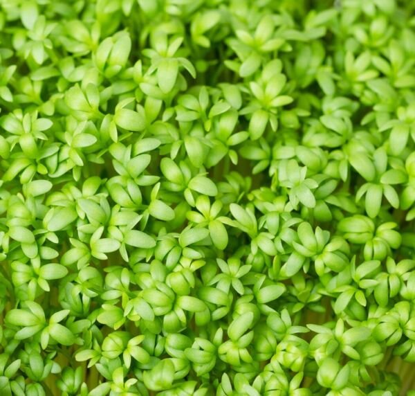 Curled Cress MICROGREEN Seeds Non-GMO Heirloom Seeds for Sprouting