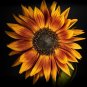 Sunflower Seeds - Rare Red Sun Orange Heirloom
