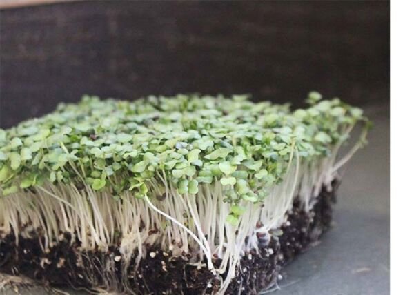 Purple Top White Globe MICROGREEN Seeds Non-GMO Heirloom