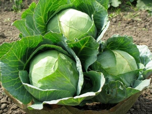 500+ Cabbage Seeds Danish Ballhead Heirloom NON GMO FRESH