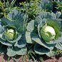 250+ Cabbage Seeds Brunswick Heirloom NON GMO FRESH