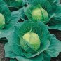 500+ Cabbage Seeds Golden Acre Heirloom NON GMO FRESH