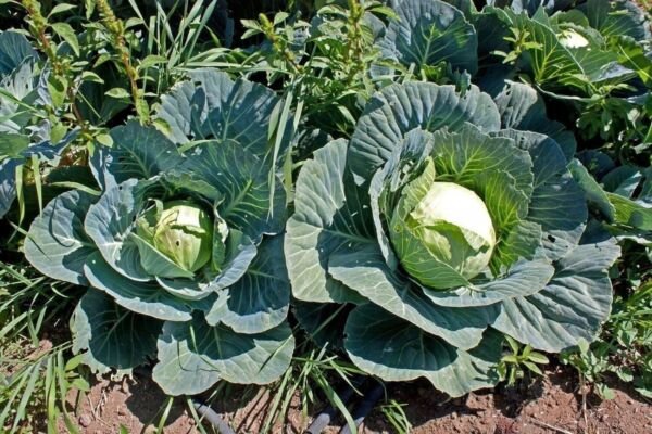 200+ Cabbage Seeds Brunswick Heirloom NON GMO FRESH