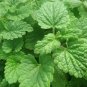Lemon Catnip Seeds 300 Seeds Heirloom - Non-GMO