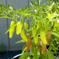 Golden Greek Pepperoncini Pepper Seeds Non-GMO