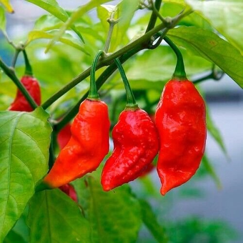 Ghost Pepper Seeds / Bhut Jolokia Pepper Seeds Non-GMO