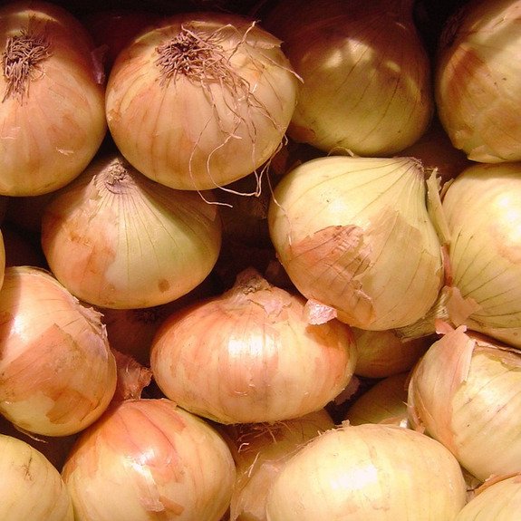 Walla Walla Sweet Onion Seeds Non-GMO