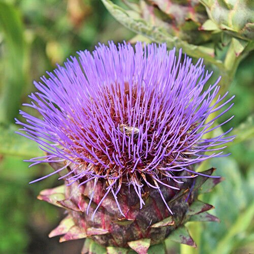 Cardoon Seeds Heirloom - Non-GMO Herb Seeds