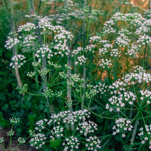 Anise Seeds Heirloom - Non-GMO Herb Seeds