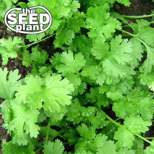 Cilantro Seeds - 50 SEEDS NON-GMO