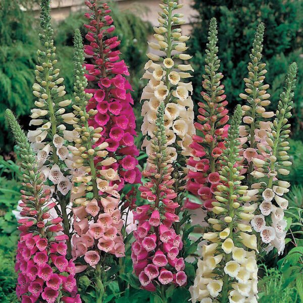 Foxy Mix Foxglove Seeds Non-GMO