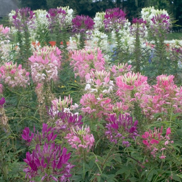Mixed Colors Cleome Seeds Non-GMO