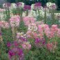 Mixed Colors Cleome Seeds Non-GMO