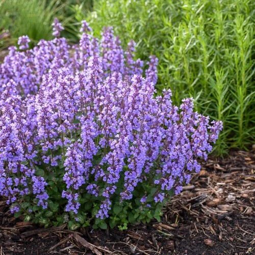 Catmint Seeds Non-GMO