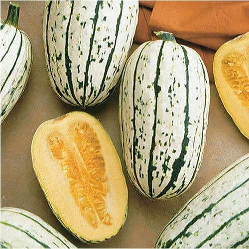 Delicata Squash Seeds 20 Seeds Non-GMO