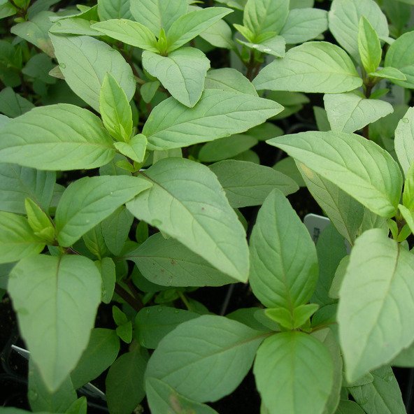 Lime Basil Seeds Heirloom - Non-GMO Herb Seeds