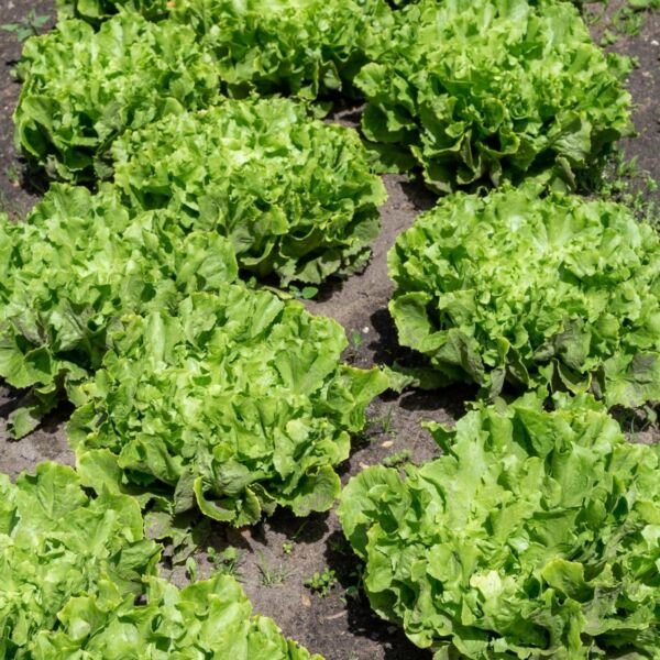 Broadleaf Endive Lettuce - Seeds - Organic - Non Gmo - Heirloom Seeds