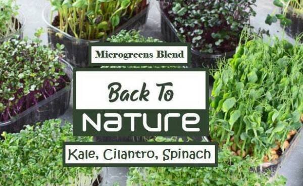 Kale Cilantro & Spinach Microgreen Seed Blend - Organic Seeds - Non Gmo