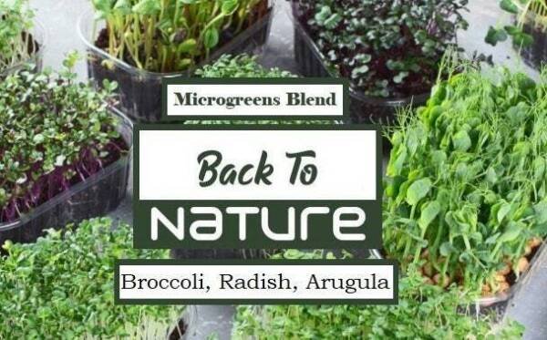 Broccoli Radish Arugula Microgreen Seed Blend - Organic Seeds - Non Gmo