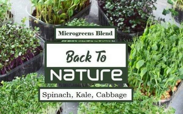 Spinach Kale Cabbage Microgreen Seed Blend - Organic Seeds - Non Gmo