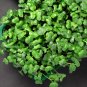 Cabbage Microgreen Seeds - Organic Seeds - Non Gmo - Heirloom Seeds