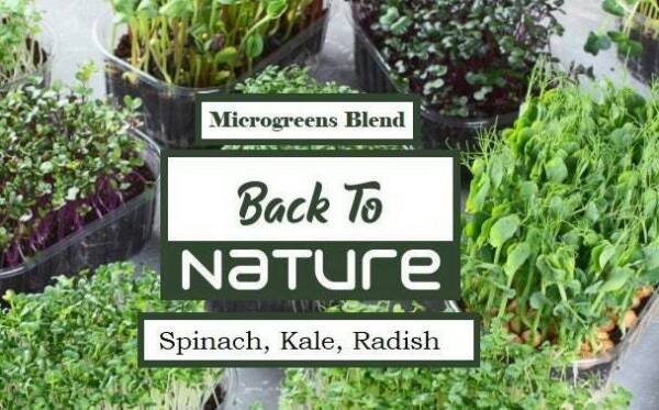 Spinach Kale Radish Microgreen Seed Blend - Organic Seeds - Non Gmo