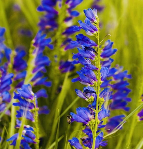 Penstemon Rocky Mountain Flower Seeds Heirloom NON GMO
