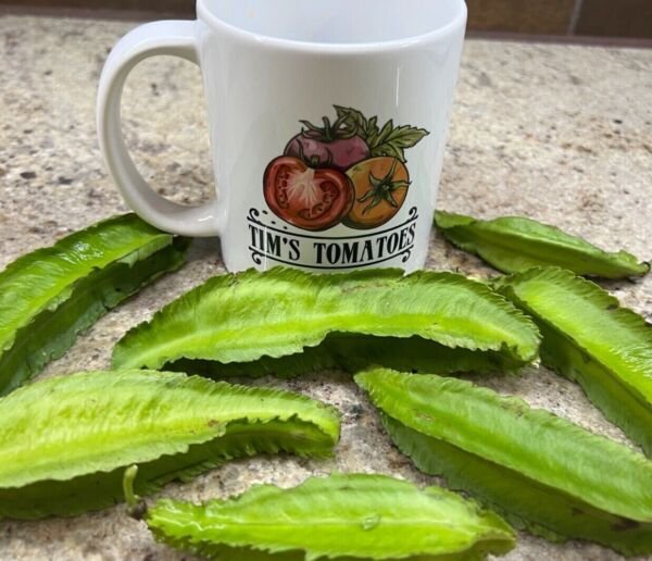 Winged Bean Seeds Heirloom Organic
