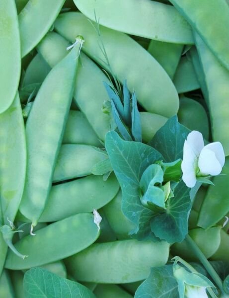 Mammoth Melting Sugar Snow Pea Heirloom Organic