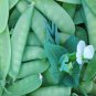 Mammoth Melting Sugar Snow Pea Heirloom Organic