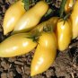 Cream Sausage Tomato Seeds Heirloom Organic