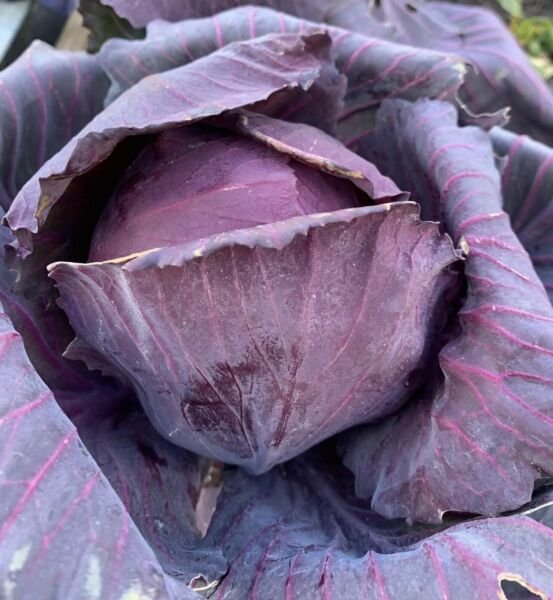 Red Acre Cabbage Seeds Heirloom Cold Tolerant Disease Resistant