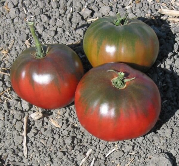 Blue Fruit Tomato Seeds Tomatoes Large Beefsteak Vegetable