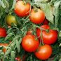 Czech Bush Tomato Seeds Heirloom Variety Wholesale Bulk