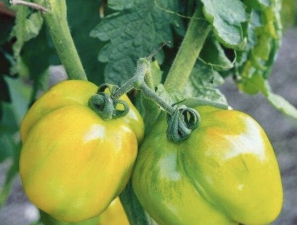 Green Stuffer Tomato Seeds Heirloom Organic Rare Stuffed Tomatoes