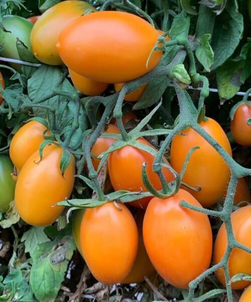 Orange Roma Tomato Seeds Heirloom Paste Sauce Canning