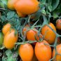 Orange Roma Tomato Seeds Heirloom Paste Sauce Canning
