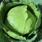 Late Flat Dutch Cabbage Seeds Heirloom Organic