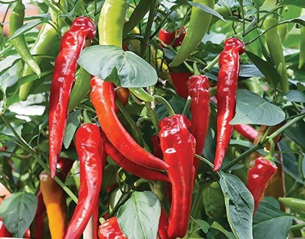 Cow Horn Pepper Seeds Hot Organic Spicy Rare Vegetable