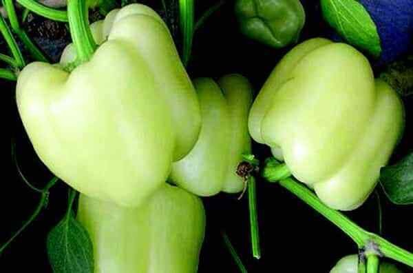 Diamond Pepper Seeds Sweet White Peppers Bell Vegetable