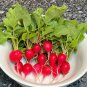 Early Scarlet Globe Radish Seeds Heirloom Vegetable Cold Hearty