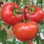 Marglobe Tomato Seeds Heirloom Organic Bulk Wholesale