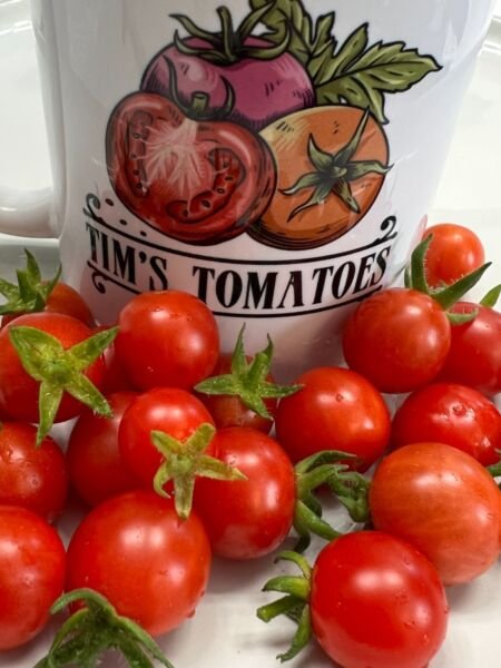 Mexico Midget Tomato Seeds Heirloom Organic Full Flavored Rare